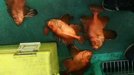 モンロー号 釣果