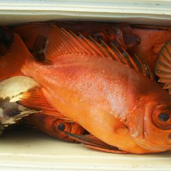 モンロー号 釣果