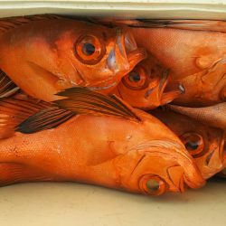 モンロー号 釣果