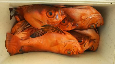 モンロー号 釣果