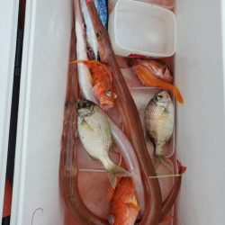 ブルーピア 釣果