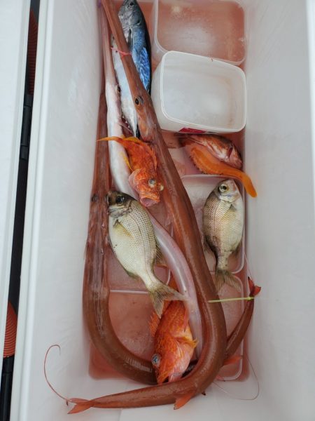 ブルーピア 釣果