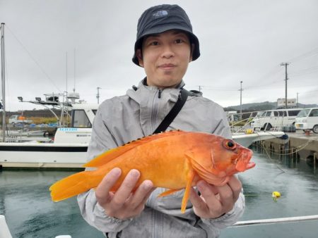 ブルーピア 釣果