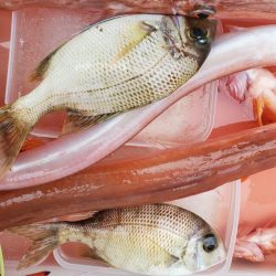 ブルーピア 釣果