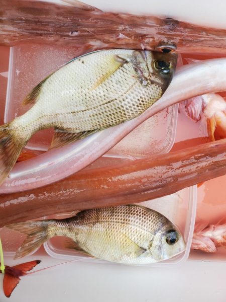 ブルーピア 釣果