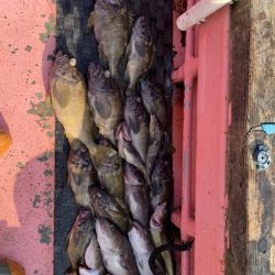 第八平成丸 釣果