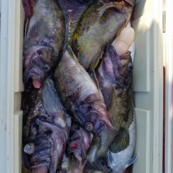 第八平成丸 釣果