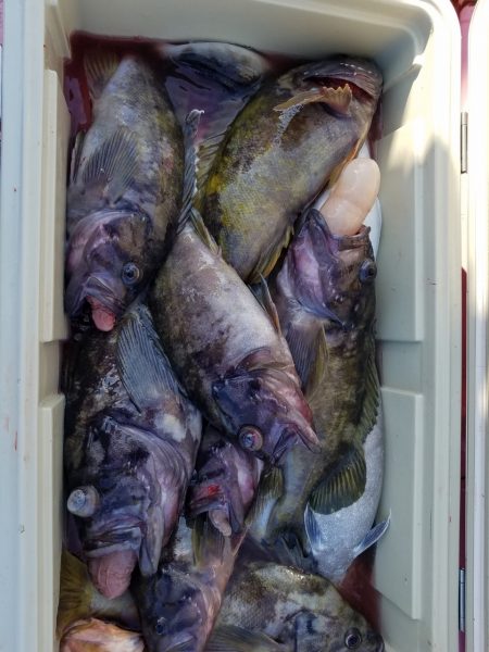 第八平成丸 釣果