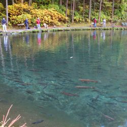 小菅トラウトガーデン 釣果
