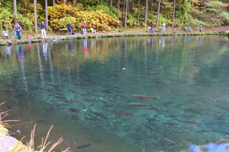 小菅トラウトガーデン 釣果