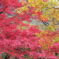 小菅トラウトガーデン 釣果