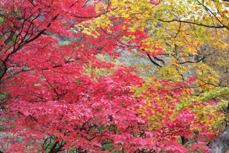 小菅トラウトガーデン 釣果