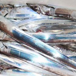 松本釣船２ 釣果