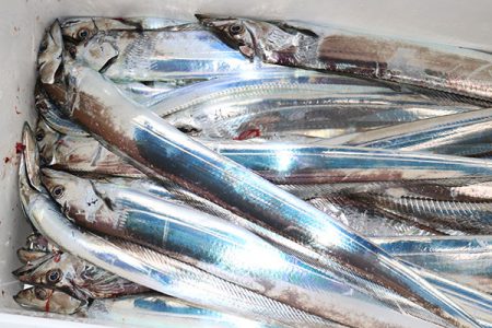 松本釣船２ 釣果