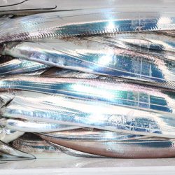 松本釣船２ 釣果