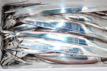 松本釣船２ 釣果