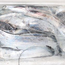 松本釣船２ 釣果