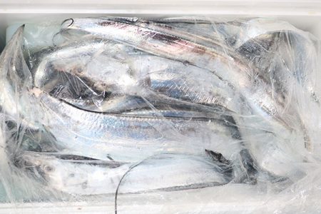 松本釣船２ 釣果