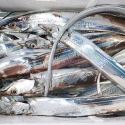 松本釣船２ 釣果