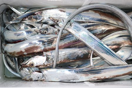 松本釣船２ 釣果