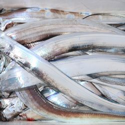 松本釣船２ 釣果