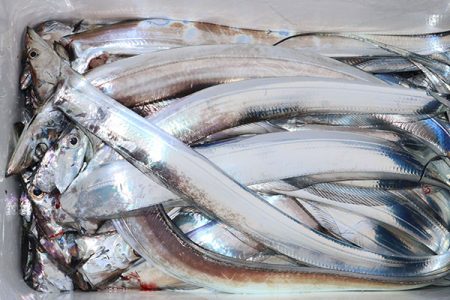 松本釣船２ 釣果