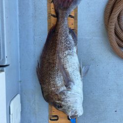 海龍丸(福岡) 釣果