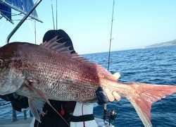 愛裕南丸 釣果