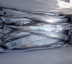 遊漁船 幸友丸 釣果