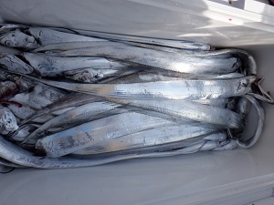 遊漁船 幸友丸 釣果