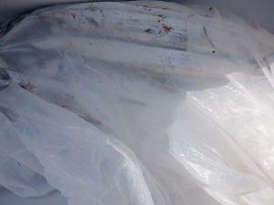 遊漁船 幸友丸 釣果