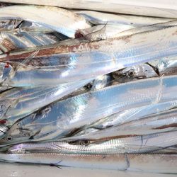 松本釣船２ 釣果