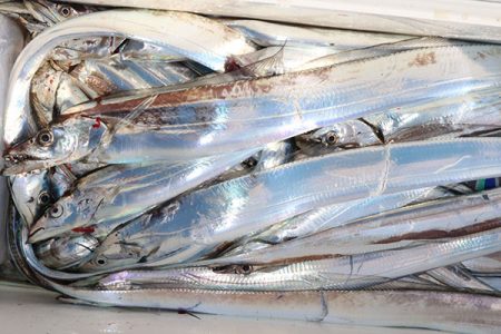 松本釣船２ 釣果