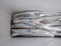 遊漁船 幸友丸 釣果