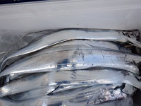 遊漁船 幸友丸 釣果