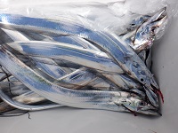 遊漁船 幸友丸 釣果