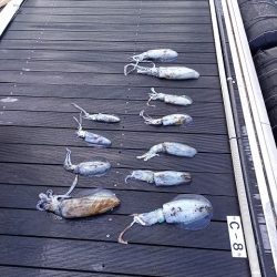 フィッシングボートACE(エース) 釣果