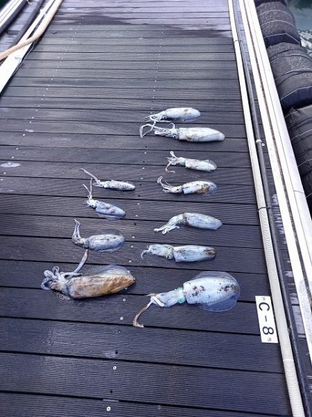 フィッシングボートACE（エース） 釣果