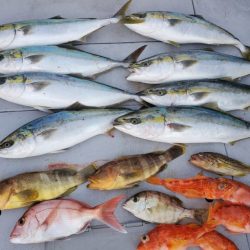 ブルーピア 釣果