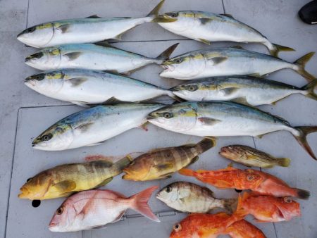 ブルーピア 釣果