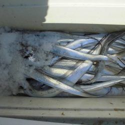 十八宝洋丸 釣果