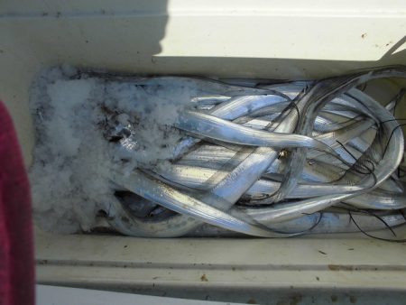 十八宝洋丸 釣果