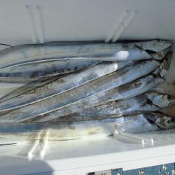 十八宝洋丸 釣果