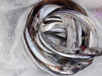 遊漁船 幸友丸 釣果