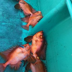 モンロー号 釣果