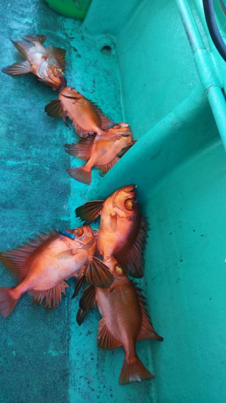 モンロー号 釣果