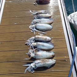 フィッシングボートACE(エース) 釣果