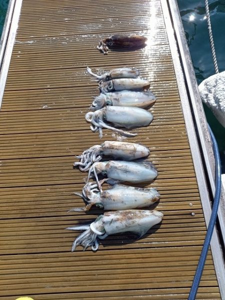 フィッシングボートACE(エース) 釣果