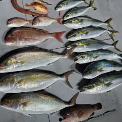 ブルーピア 釣果