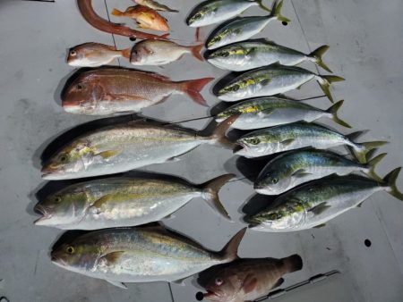 ブルーピア 釣果